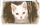 Коты